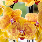 Phalaenopsis 'Niagara Falls' (orchidee) in Poppy sierpot peach – Ø12 cm