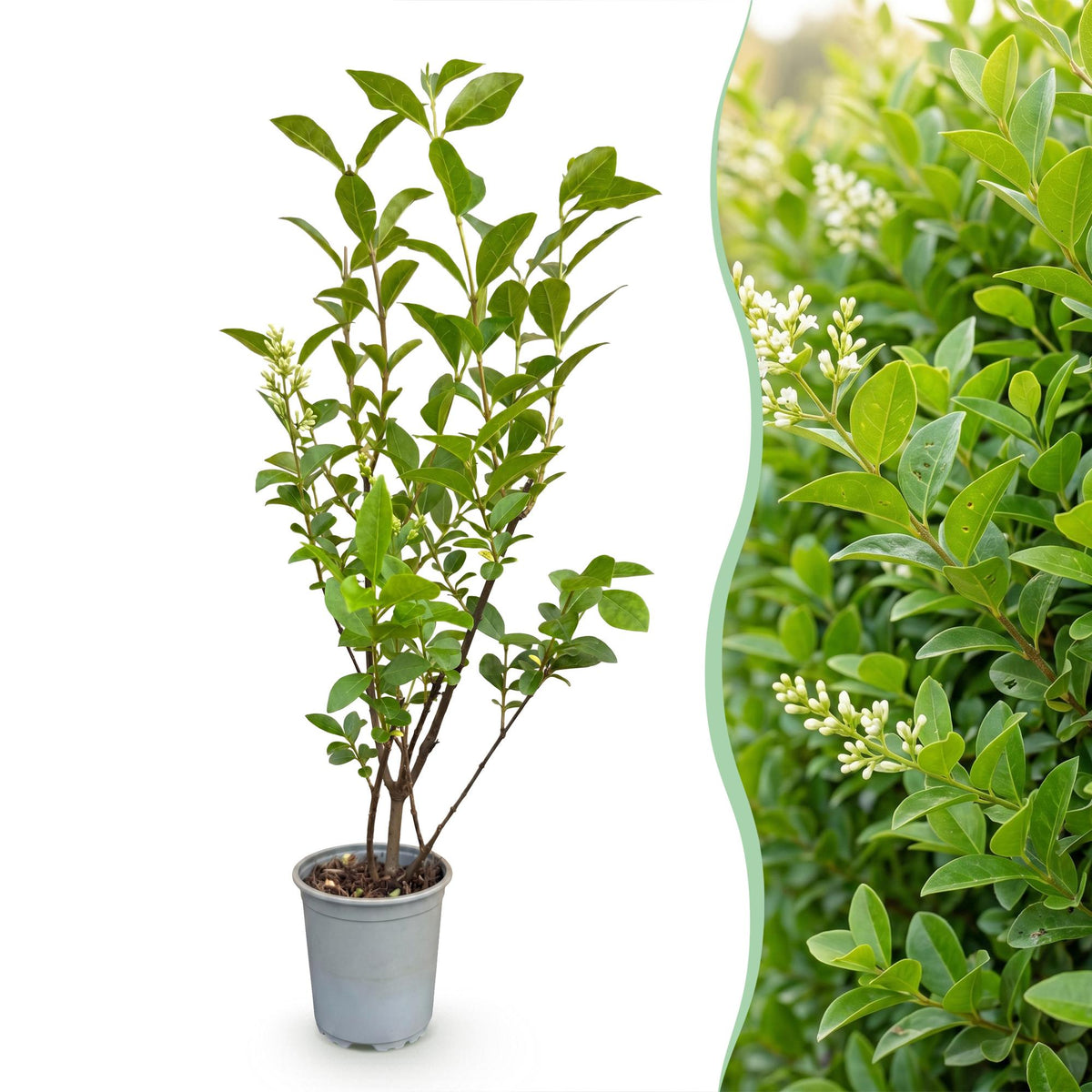 Ligustrum ovalifolium (troène commun) – 16 plants, Ø9 cm, 35–45 cm de haut – photo 3