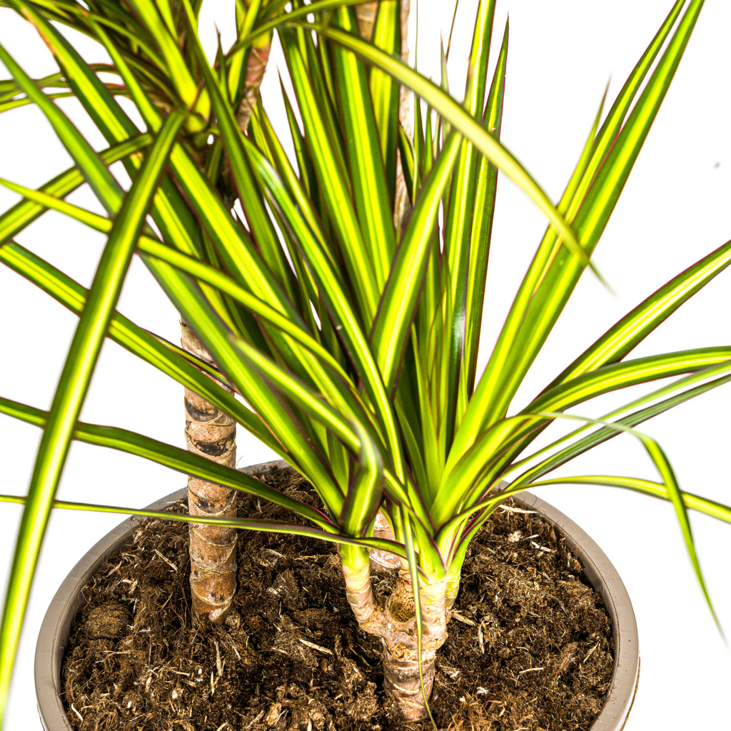 Dracaena marginata Sunray (drakenboom) – Ø21 cm, 100–110 cm hoog