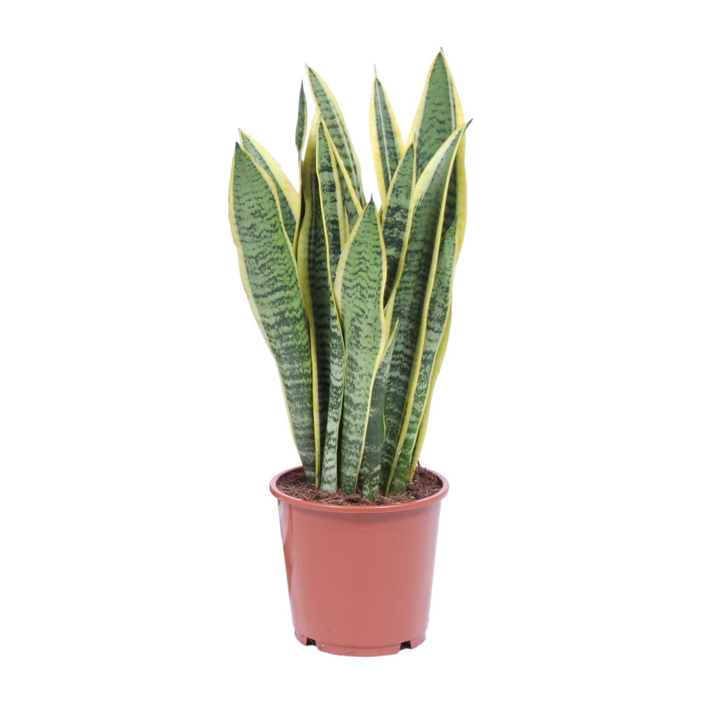 Sansevieria trifasciata Laurentii (langue de belle-mère) – Ø14 cm, 40 cm de haut
