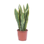 Sansevieria trifasciata Laurentii (langue de belle-mère) – Ø14 cm, 40 cm de haut