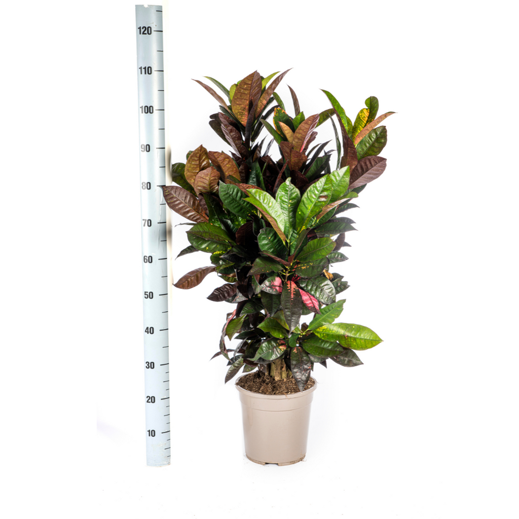 Codiaeum 'Croton' Iceton – Ø24 cm, 80–100 cm hoog
