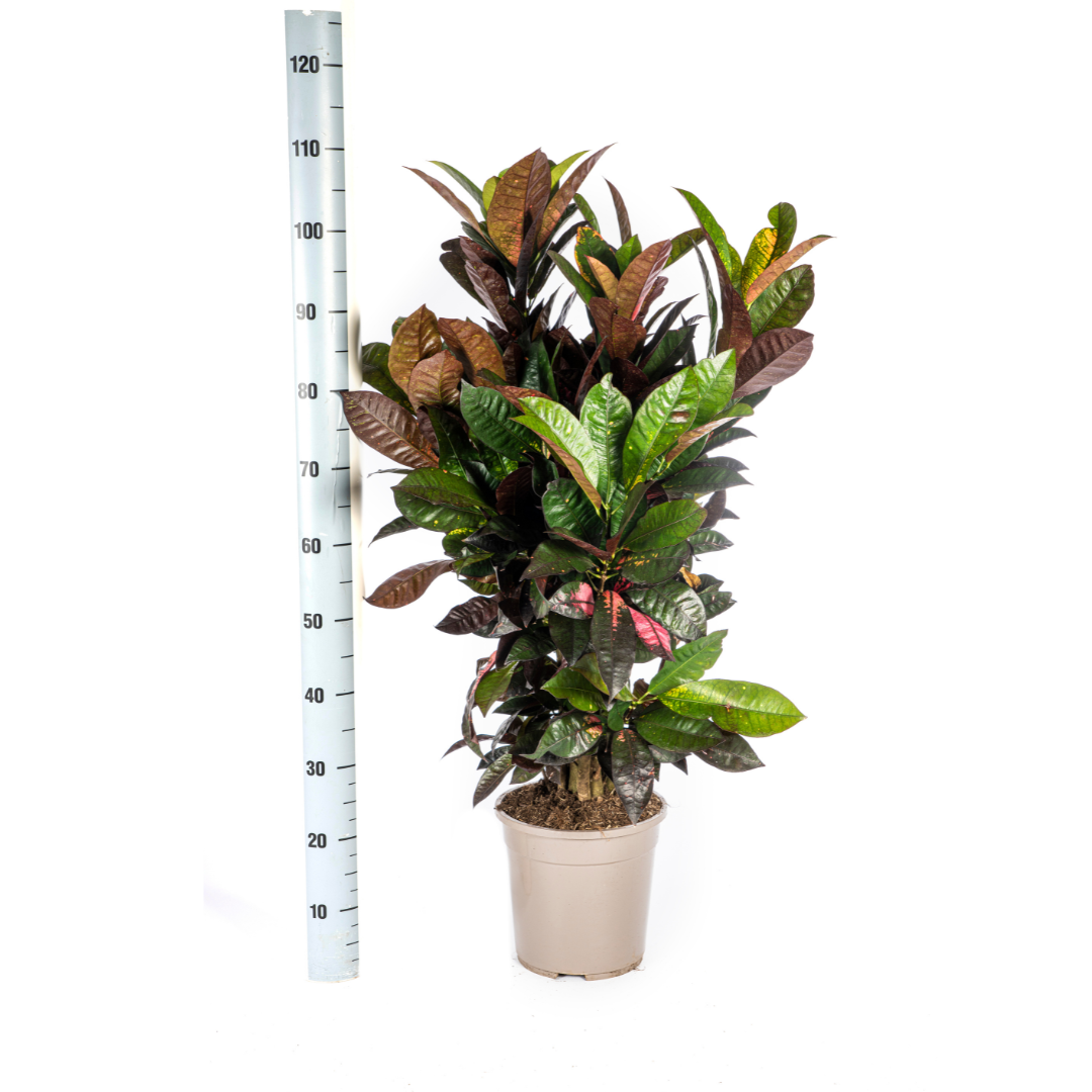 Codiaeum 'Croton' Iceton – Ø24 cm, 80–100 cm hoog