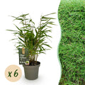 Fargesia rufa (bambou) – 6 plants, Ø14 cm, 35 cm de haut