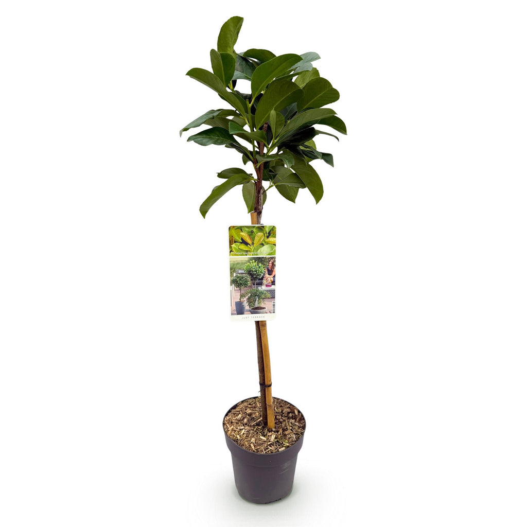 Prunus lauroverasus 'Etna' (laurbærkirsebær) på stamme – Ø19 cm, 90 cm høj – billede 2