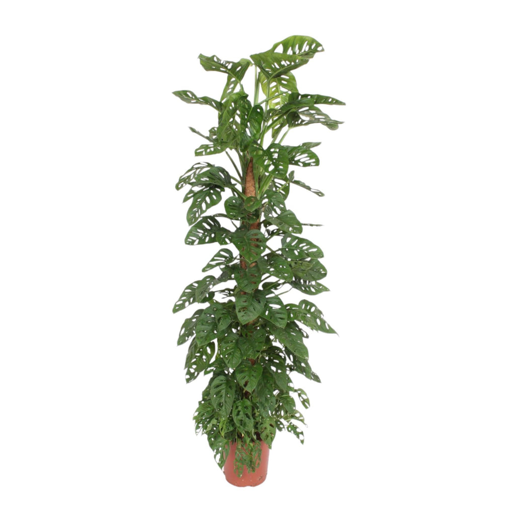 Monstera Monkey Leaf (hulplant) – Ø27 cm, 160 cm høj