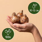 Narcisse 'Tête-à-Tête' – 100 bulbes (calibre 10/11)