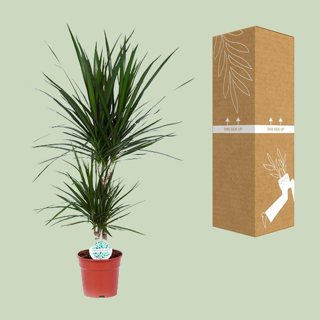 Dracaena marginata (dragebreg) – Ø17 cm, 75 cm høj
