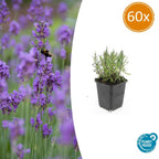 Lavandula angustifolia 'Munstead' (lavendel) – 60 planten, Ø9 cm, 10–25 cm hoog