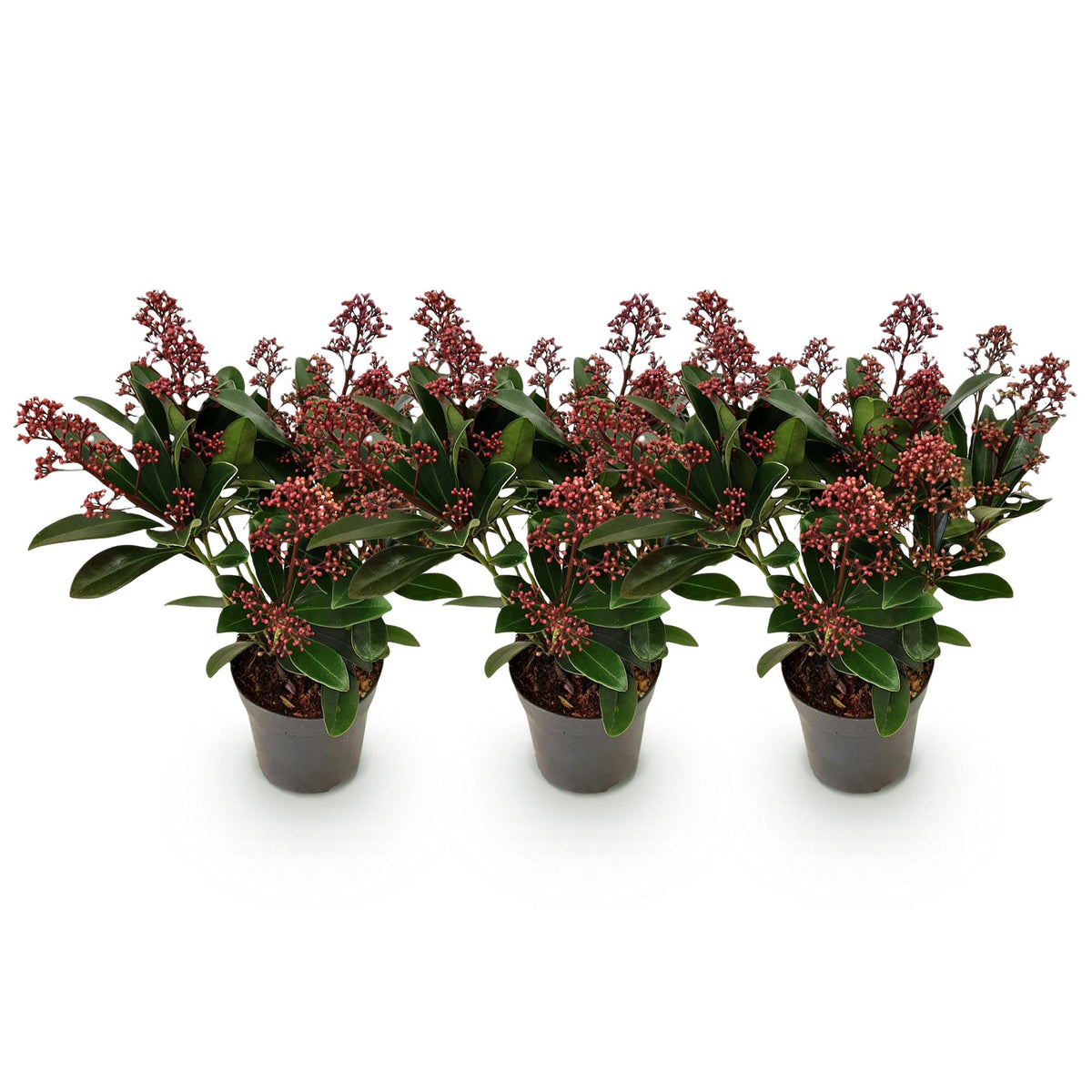 Skimmia japonica 'Rubella' – rot – 3 Pflanzen, Ø11 cm, 25 cm hoch – Bild 2