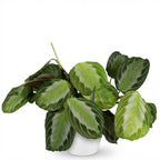 Maranta Fascinator Silverband (plante prieuse) dans pot décoratif Potter blanc – Ø12 cm, 25 cm de haut