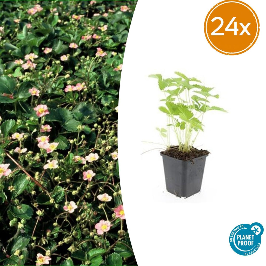 Fragaria vesca (wild strawberry) – 24 plants, Ø9 cm, 10–25 cm high – photo 2