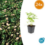 Fragaria vesca (wild strawberry) – 24 plants, Ø9 cm, 10–25 cm high