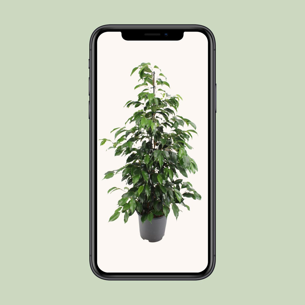 Ficus benjamina Danielle (Weihnachtsfeige) – Ø 21 cm, 95 cm hoch