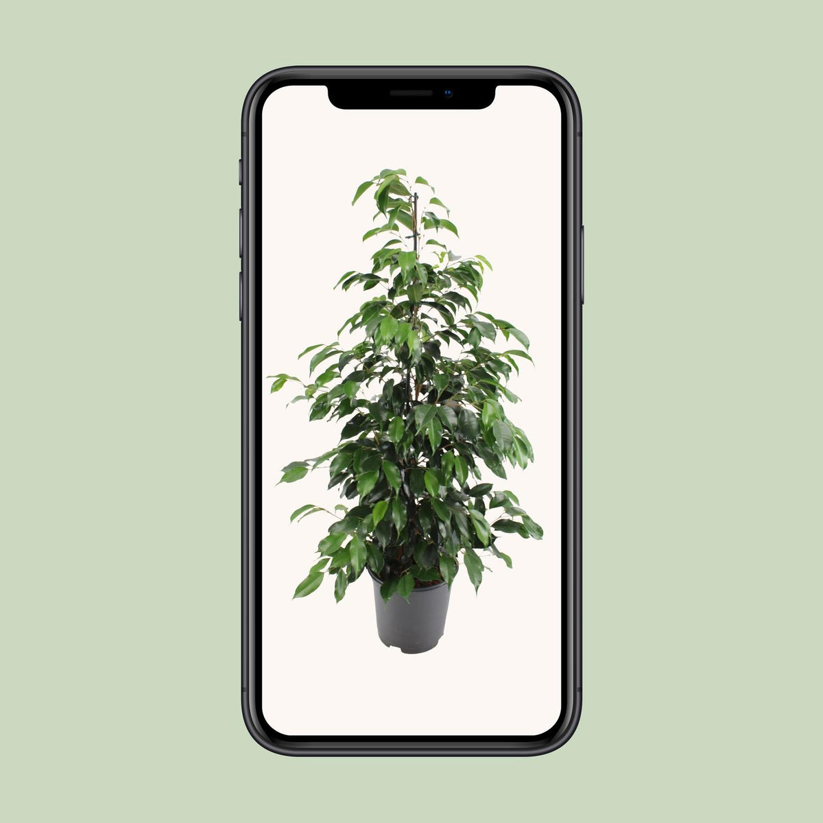Ficus benjamina Danielle (treurvijg) – Ø21 cm, 95 cm hoog