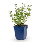 Nepeta faassenii 'Walker’s Low' (menthe pour chat) – bleu – Ø11 cm, 15–25 cm de haut