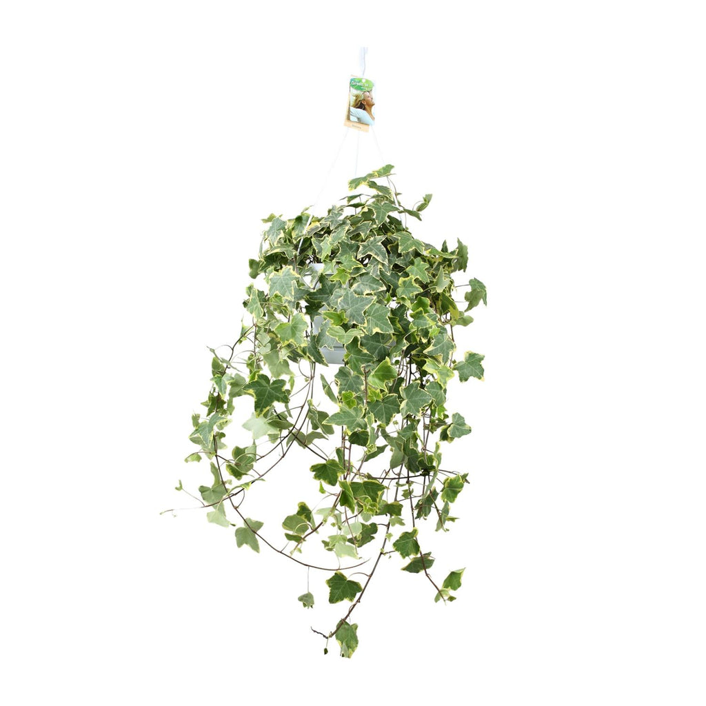 Hedera Helix Gold Child (klimop) – Ø24 cm