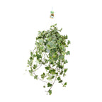 Hedera Helix Gold Child (klimop) – Ø24 cm