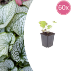 Brunnera macrorrhizum 'Jack Frost' (Kaukasische Schlüsselblume) – 60 Pflanzen, Ø9 cm, 10–25 cm hoch