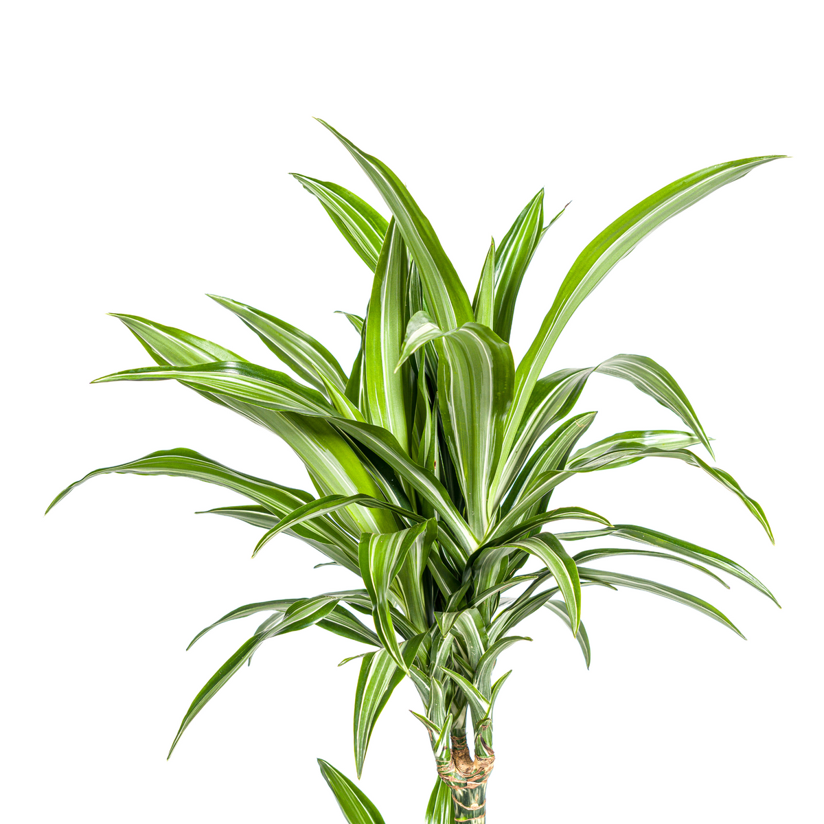 Dracaena Deremensis White Stripe (Drachenbaum) – Ø 21 cm, 90–110 cm hoch