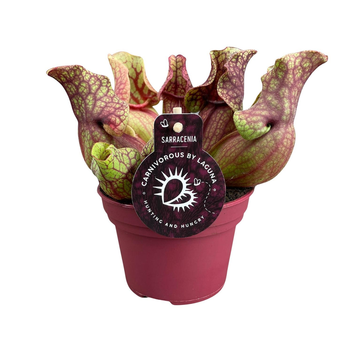 Sarracenia Venosa (trompetbægerplante) – Ø12 cm, 20 cm høj