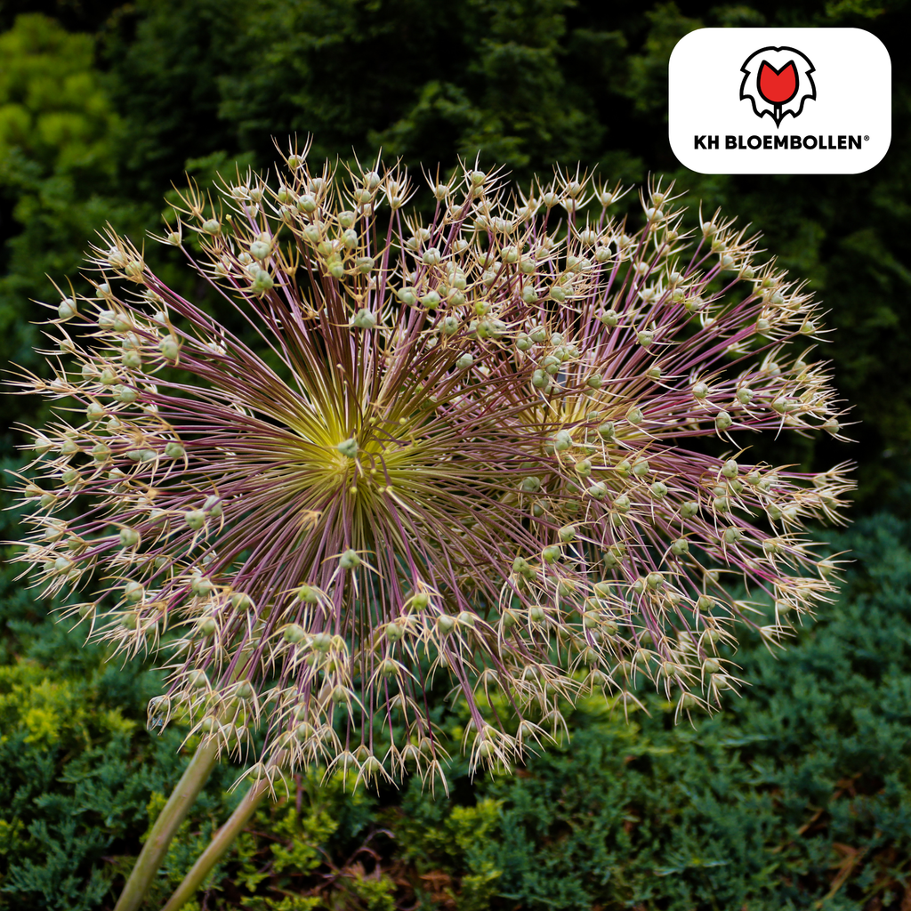 Oseille décorative (Allium schubertii) – 5 bulbes