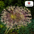 Oseille décorative (Allium schubertii) – 5 bulbes