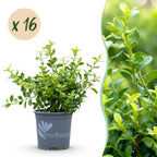 Buis – 16 plants, Ø9 cm, 20–25 cm de haut