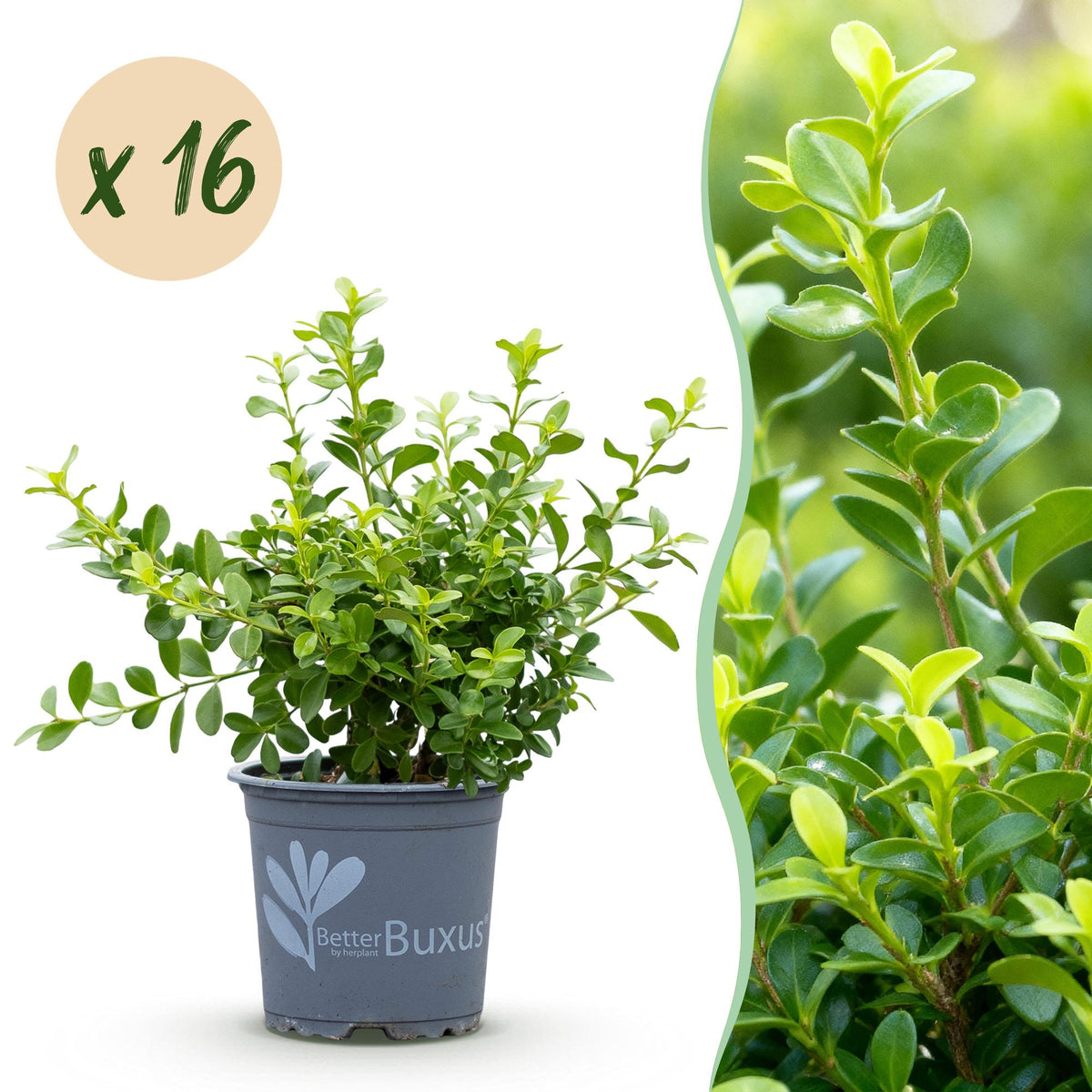 Buxus – 16 Pflanzen, Ø 9 cm, 20–25 cm hoch