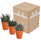 Gasteria/Haworthia mix in terracotta pot – Ø9 cm, 18 cm hoog
