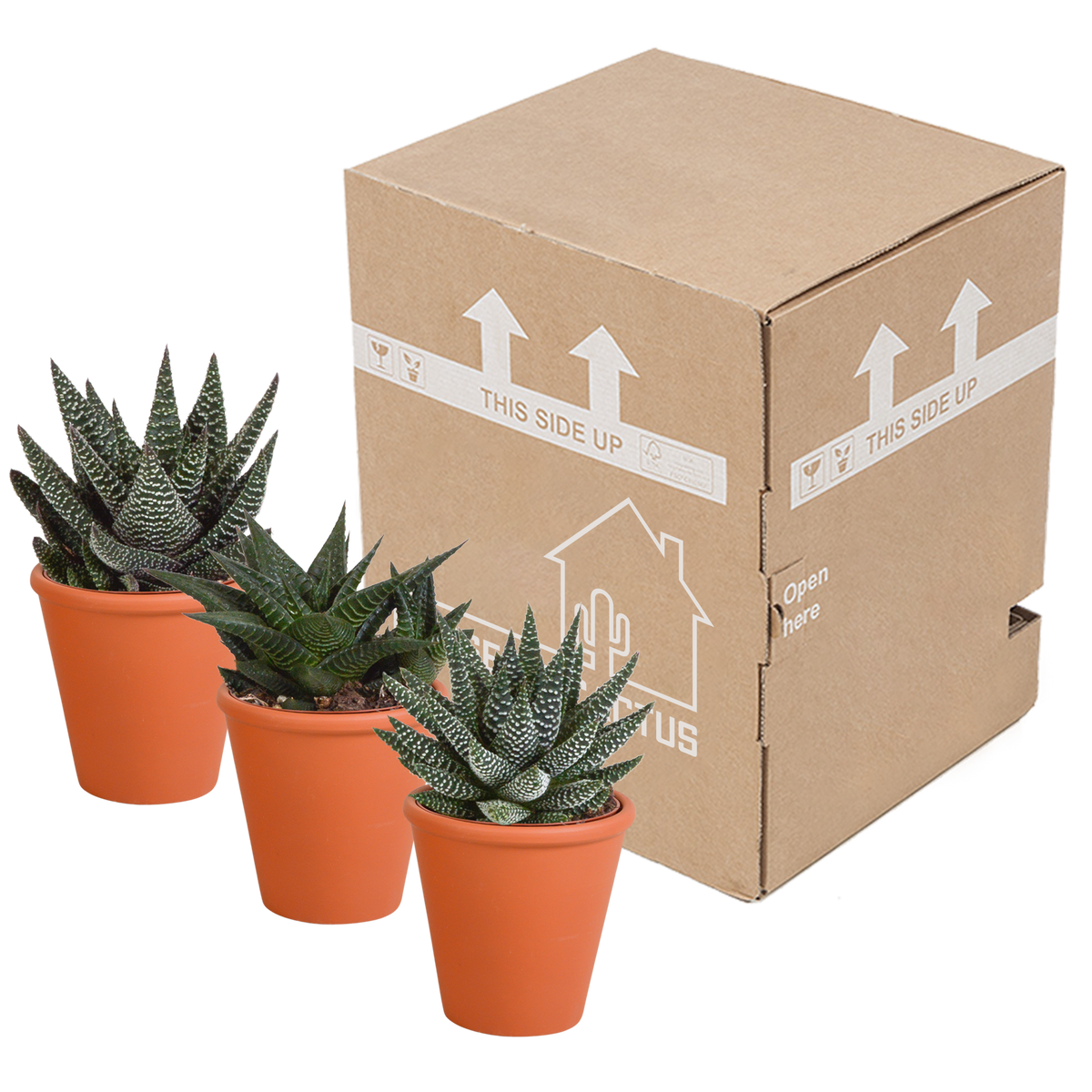 Gasteria/Haworthia mix in terracotta pot – Ø9 cm, 18 cm hoog