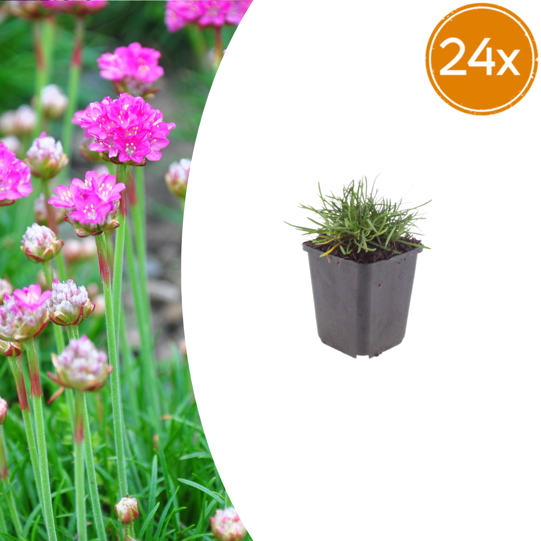 Armeria m. 'Splendens' (Fliederzunge) – 24 Pflanzen, Ø9 cm, 10–25 cm hoch