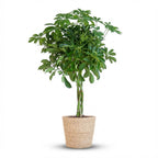 Schefflera Arab Nora (fingertræ) med kurv – Ø21 cm, 70 cm høj