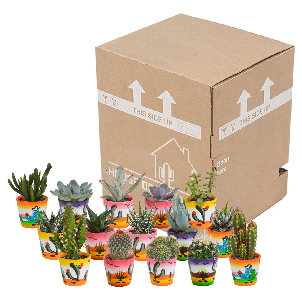 15× Mélange de cactus et plantes grasses (Cactaceae) – Ø6 cm, 13 cm de haut – photo 21