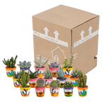 15× Mélange de cactus et plantes grasses (Cactaceae) – Ø6 cm, 13 cm de haut