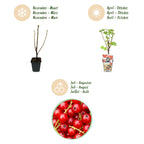 Ribes rubrum 'Jonkheer Van Tets' (currant bush) – 3 plants, Ø9 cm, 35 cm high