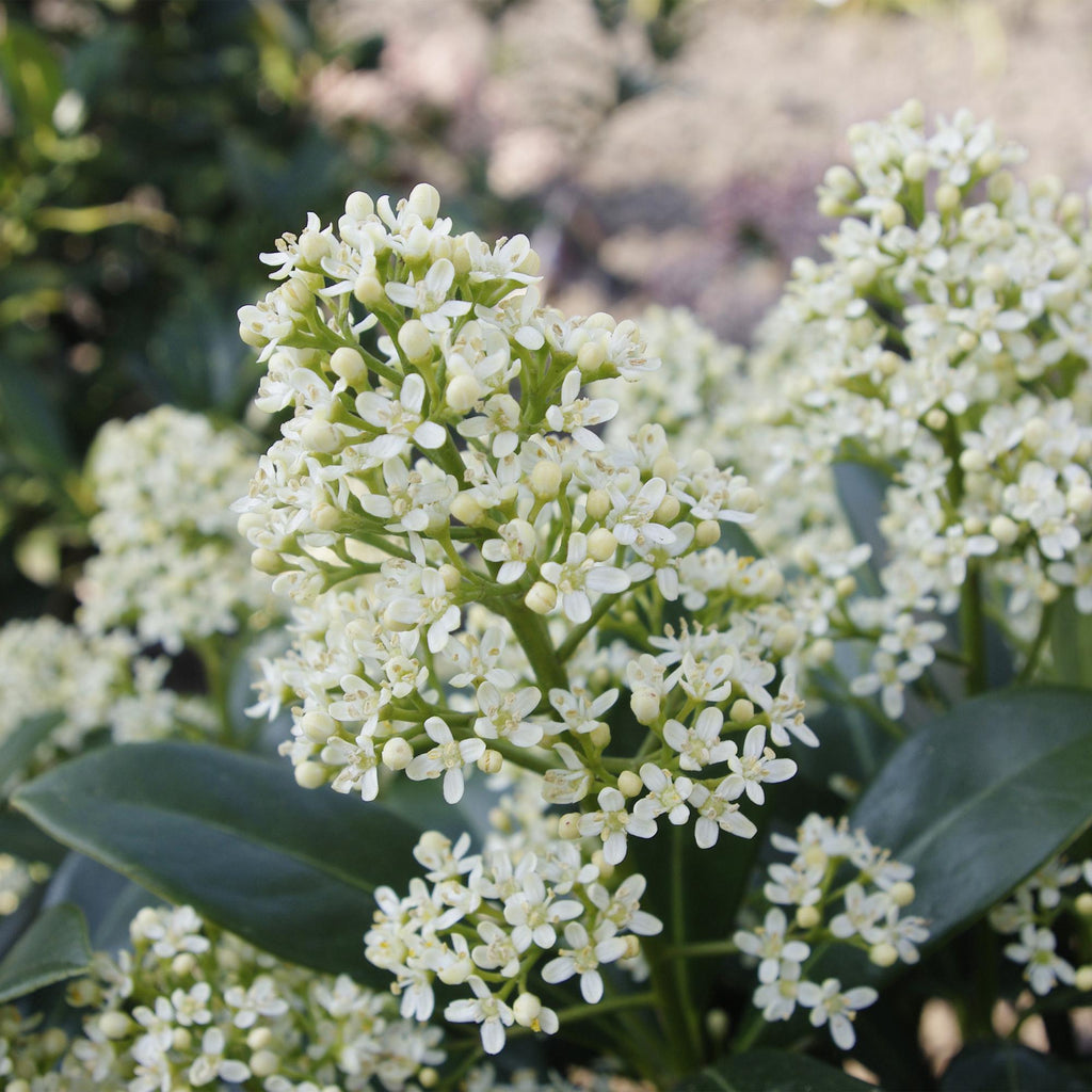 Skimmia japonica 'Finchy' – weiß – Ø 19 cm, 60 cm hoch – Bild 4