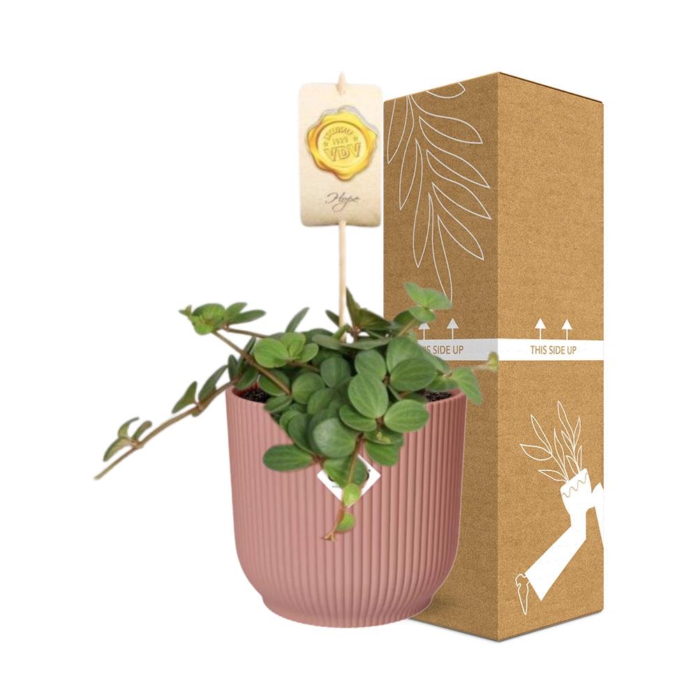 Peperomia ‘Hope’ in ELHO Vibes Fold 14cm roze – 15 cm hoog