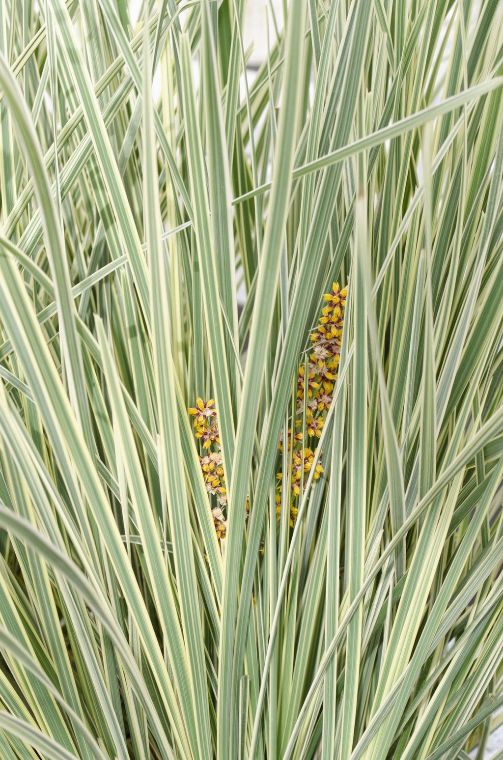 Lomandra longifolia 'White Sands' – Ø19 cm, 40 cm high – photo 5