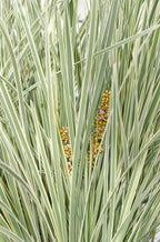 Lomandra longifolia 'White Sands' – Ø19 cm, 40 cm high