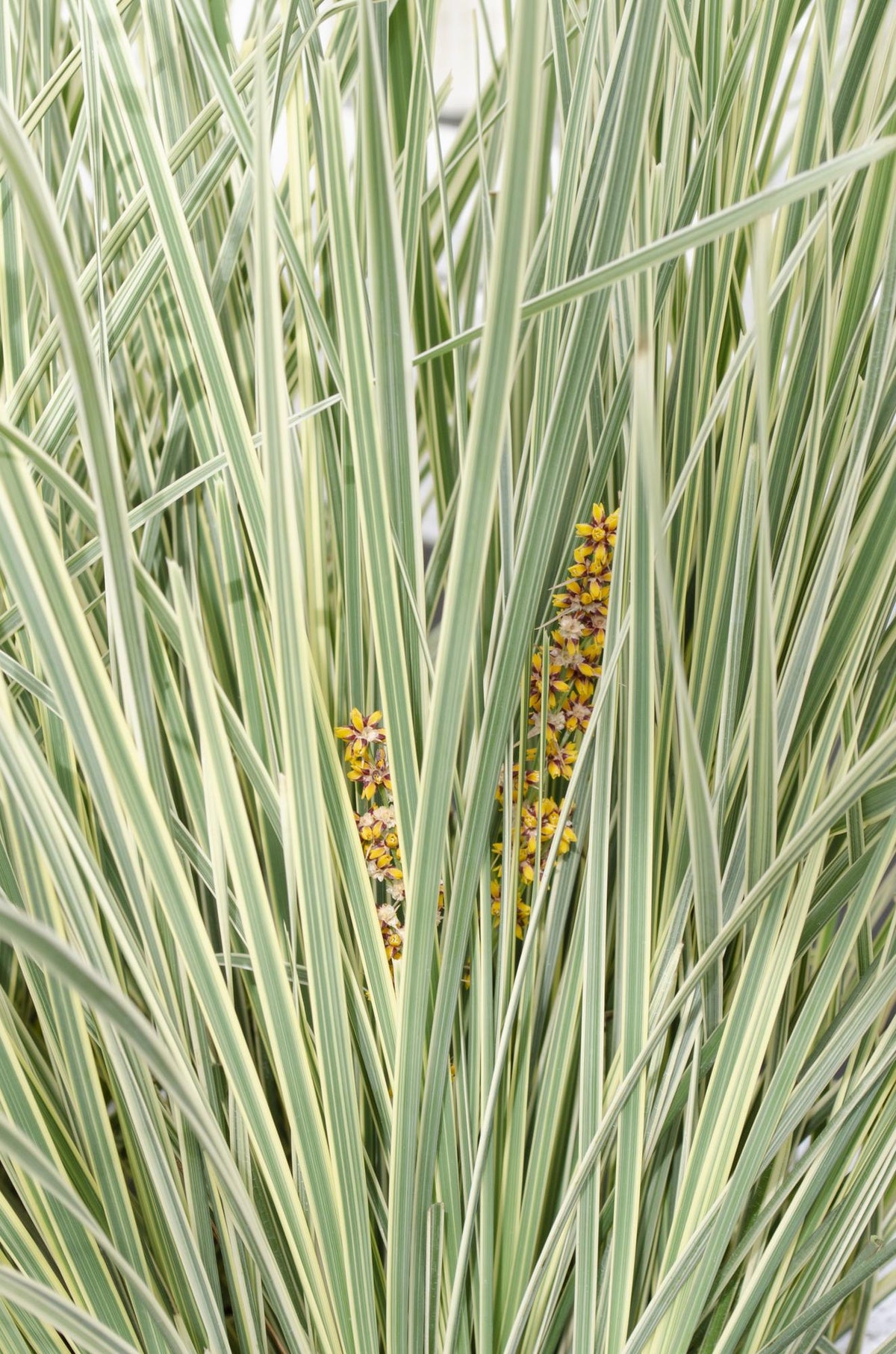 Lomandra longifolia 'White Sands' – Ø19 cm, 40 cm high – photo 5