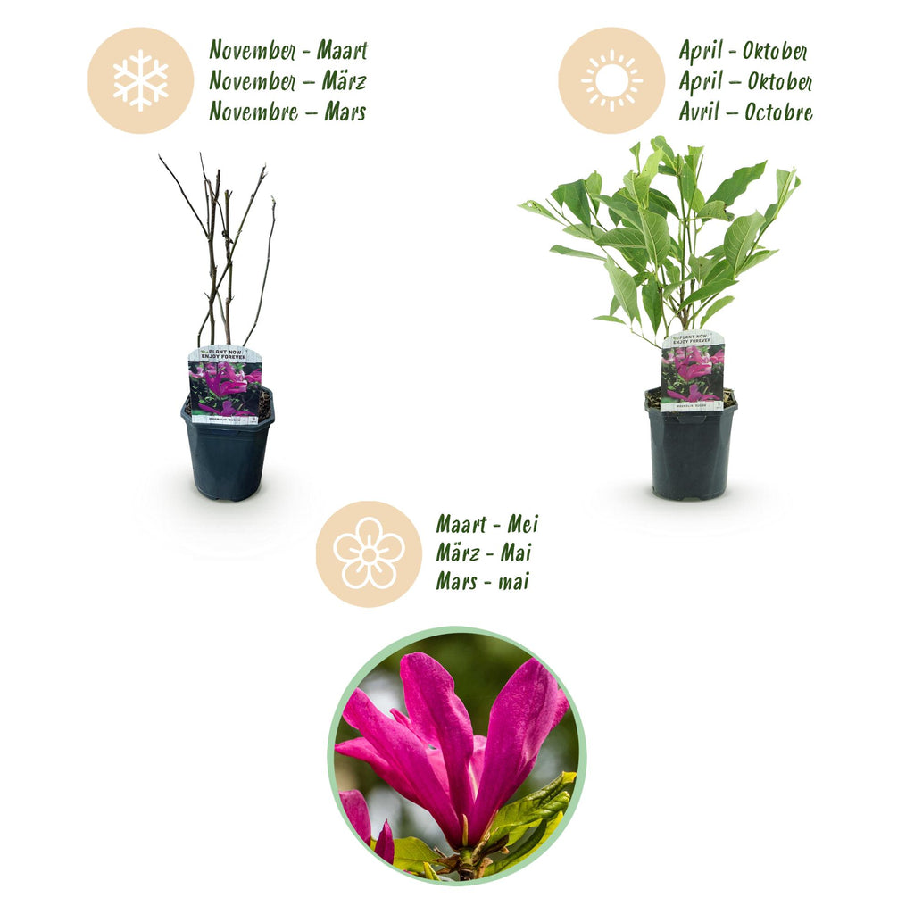 Magnolie 'Susan' (dunkelrosa Blüten) – Ø 17 cm, 45 cm hoch – Bild 4