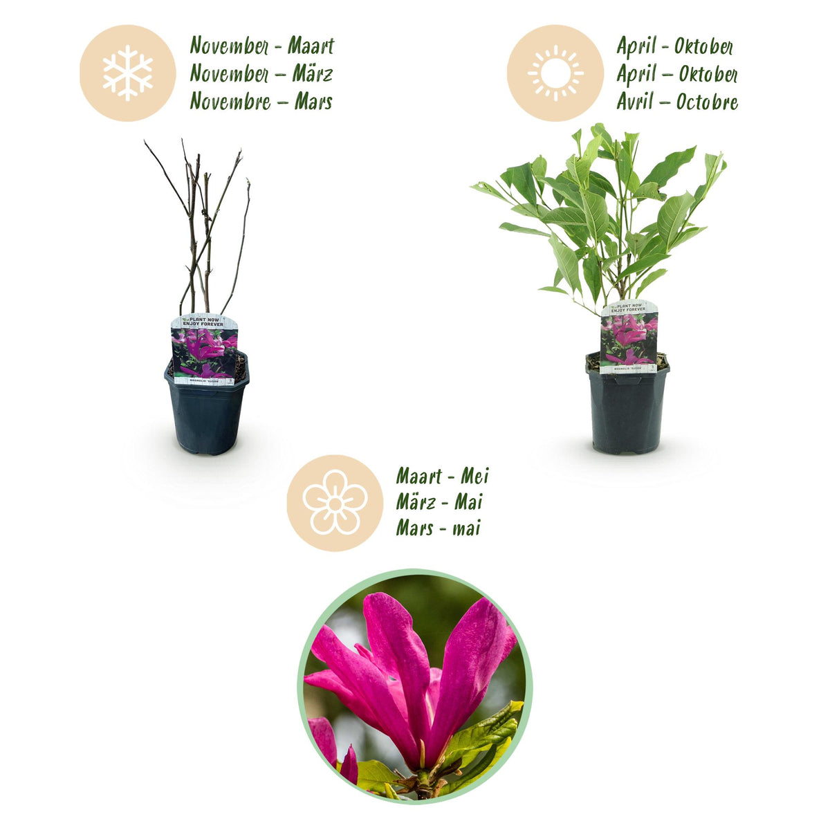 Magnolie 'Susan' (dunkelrosa Blüten) – Ø 17 cm, 45 cm hoch – Bild 4
