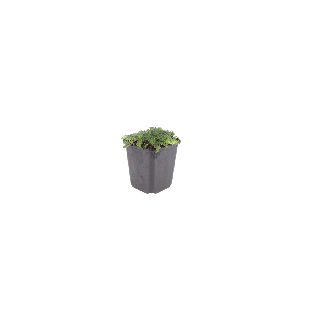 Thymus praecox 'Albiflorus' (Thymian) – 48 Pflanzen, Ø9 cm, 10–25 cm hoch – Bild 3