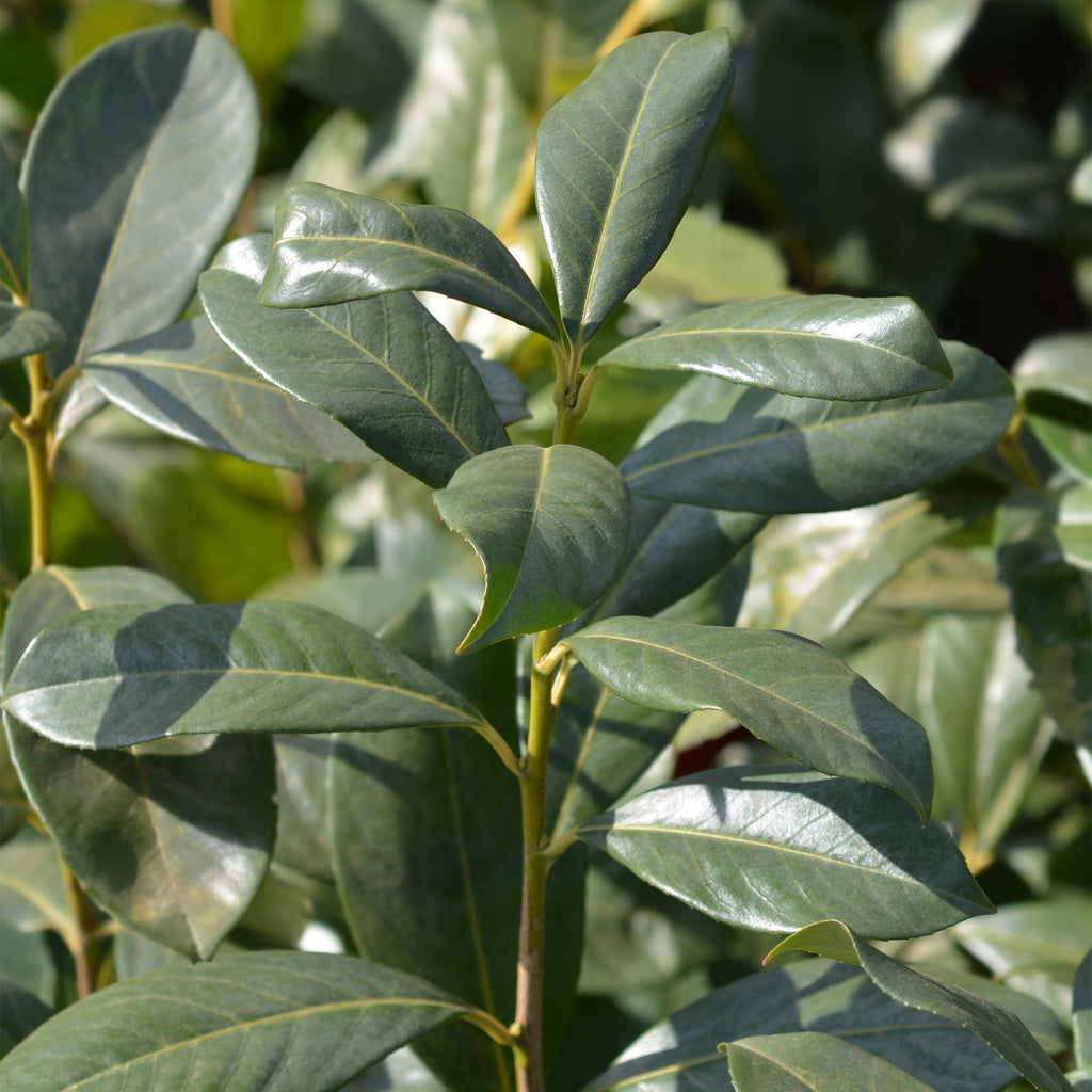 Prunus laurocerasus 'Rotundifolia' (cherry laurel) – 6 plants, Ø17 cm, 50 cm high – photo 5