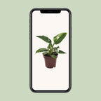 Philodendron White Princess – Ø 12 cm, 25 cm hoch