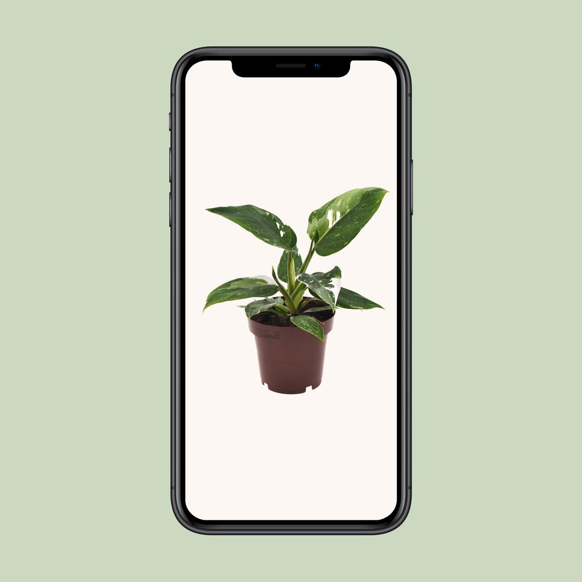 Philodendron White Princess – Ø 12 cm, 25 cm hoch