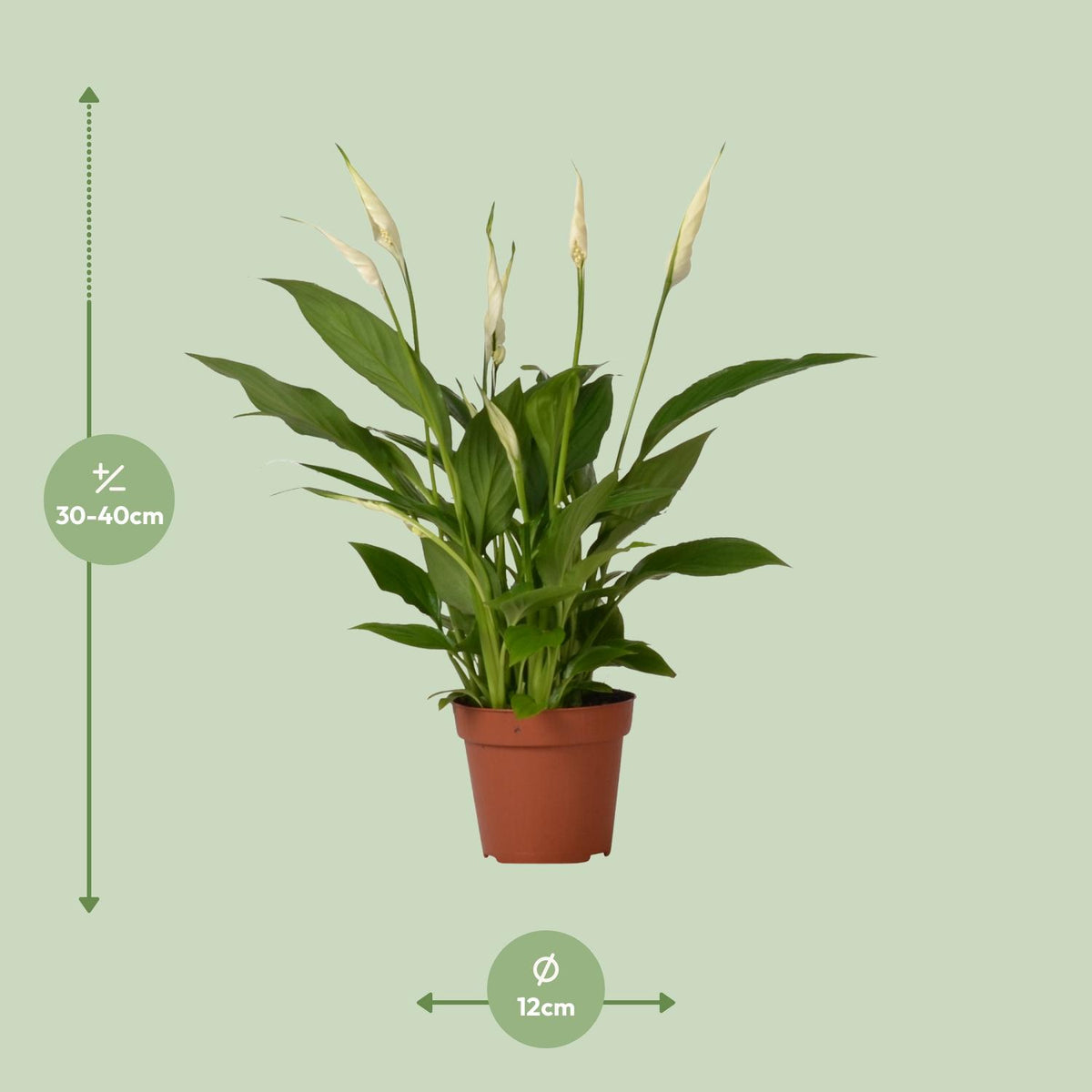 Spathiphyllum Bingo Cupido (lepelplant) – Ø12 cm, 45 cm hoog