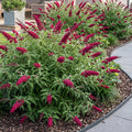 Buddleja davidii 'Royal Red' (vlinderstruik) – rood – Ø17 cm, 45 cm hoog