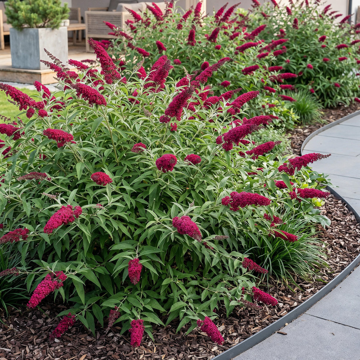 Buddleja davidii 'Royal Red' (vlinderstruik) – rood – Ø17 cm, 45 cm hoog